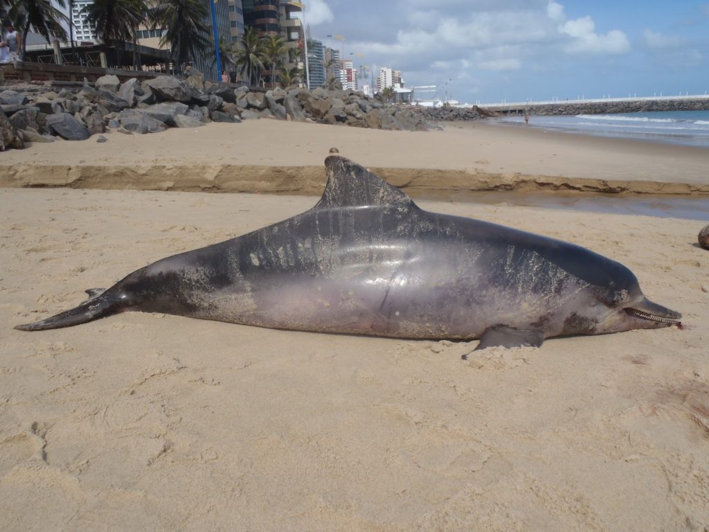 Desastre ambiental no Rio de Janeiro. Mais de 200 Golfinhos já morreram