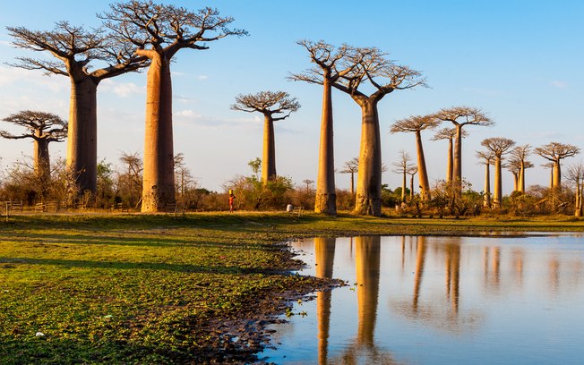 Baobás, árvores milenares estão desaparecendo na Africa