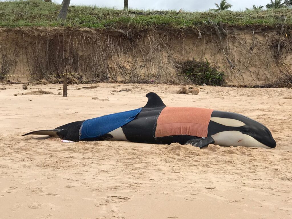 Filhote de baleia Orca encalha no litoral baiano e é sacrificada